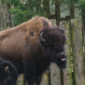 American wood bison (Bison bison athabascae), 2008-03-01