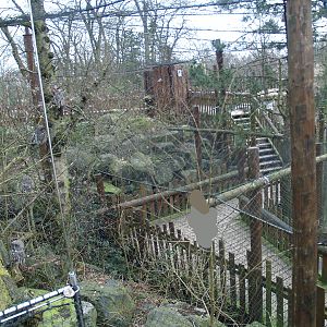 Eurasian great grey owl with walkway underneath, 2008-03-01