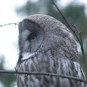 Eurasian great grey owl (Strix nebulosa lapponica), 2008-03-01