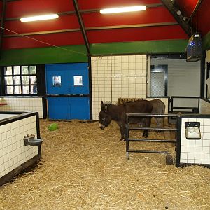 Petting zoo building - Indoor donkey paddock, 2008-03-01