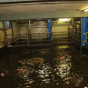 Hippopotamus stable, 2008-03-01