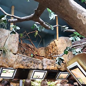 Area for the parrots