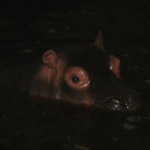 Juvenile Hippopotamus (Hippopotamus amphibius), 2008-03-01