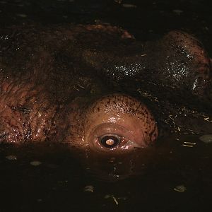 Hippopotamus (Hippopotamus amphibius), 2008-03-01