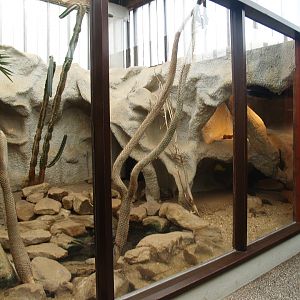 Dwarf mongoose, 2008-03-01