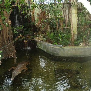 Slender-snouted crocodile exhibit, 2008-03-01