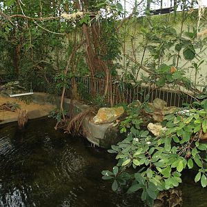 Juvenile slender-snouted crocodile exhibit, 2008-03-01