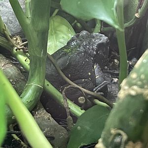 Unsigned toad species