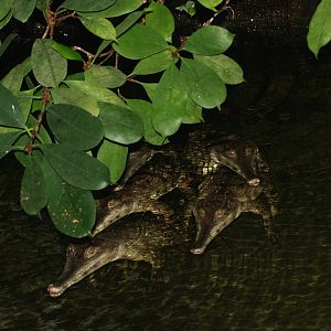 Juvenile slender-snouted crocodiles (Mecistops cataphractus), 2008-03-01