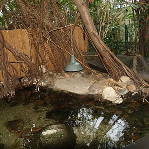 Turtle and fish exhibit in the Africa house, 2008-03-01