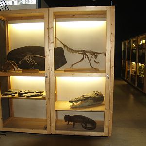 Museum part of the Africa House - Specimen cabinets, 2008-03-01