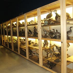 Museum part of the Africa House - Specimen cabinets, 2008-03-01