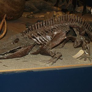 Museum part of the Africa House - Prehistoric amphibian skeleton, 2008-03-01