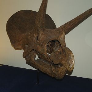Biochron - Triceratops skull, 2008-03-01