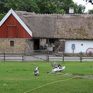 The Skåne farmstead with Skåne geese