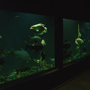 Biochron - Tank with Giant gourami, Six-banded Distichodus, Tinfoil barb, Black shark, Cichlids and others, 2008-03-01