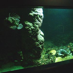 Biochron - Red lionfish tank, 2008-03-01