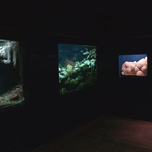 Biochron - Marine tanks and fossil shells display, 2008-03-01