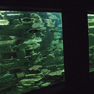 Biochron - Cichlids tank, 2008-03-01