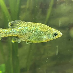 Fish ID? Bristol Zoo