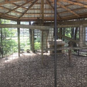 “North America” - Caracal Exhibit