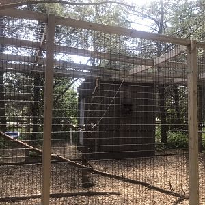 “North America” Tufted Capuchin Exhibit