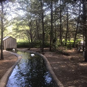 “North America” - Whooper Swan/Domestic Mallard Exhibit