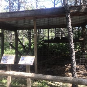 “North America” - Rock Hyrax/Blue-Bellied Roller/White-Crested Laughingthrush Exhibit