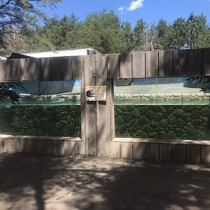 “North America” - North American River Otter