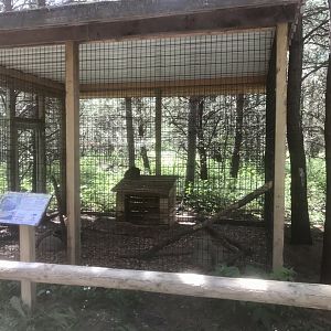 “North America” - Fishing Cat Exhibit