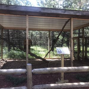 “North America” - DeBraza’s Guenon Exhibit