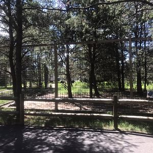 “North America” - Sloth Bear Exhibit