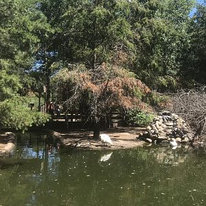 “North America” - Capybara/Whooper Swan/Domestic Mallard Exhibit