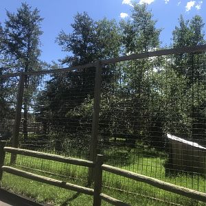 “North America” - Bald Eagle Exhibit
