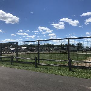 “Africa” - Giraffe Exhibit