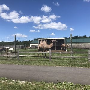 “Africa” - Bactrian Camel/Dromedary Camel/Domestic Donkey Exhibit