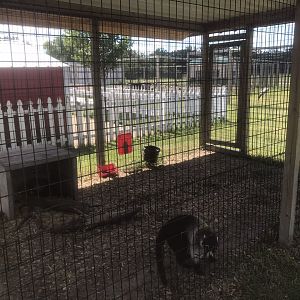 “Africa” - Awful White-Nosed Coati Exhibit