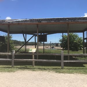 “Africa” - Mantled Guezera Exhibit