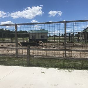 “Africa” - Common Warthog Exhibit