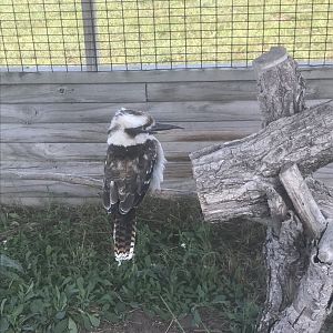 Laughing Kookaburra