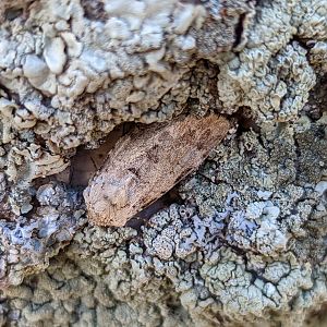 Moth Identification?