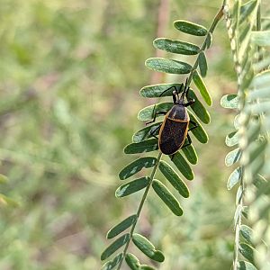 Insect Identification?