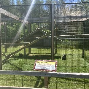 Primates - Booted Macaque Exhibit
