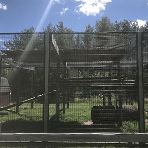 Primates - Juvenile Cougar Exhibit