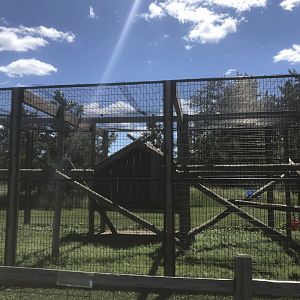 Primates - Patas Monkey Exhibit