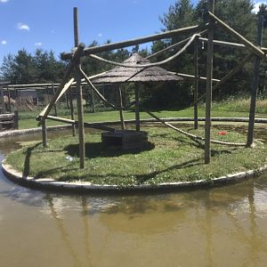 Primates - Red Ruffed Lemur Island