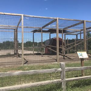 Primates - Olive Baboon Exhibit