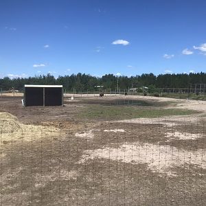 “North America” - American Bison Exhibit