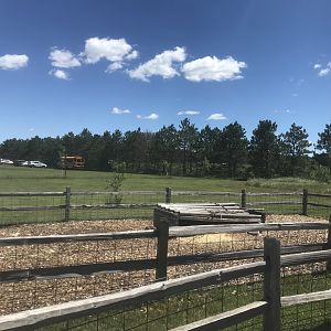 “Asia” - Patagonian Mara Exhibits