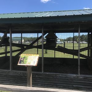 “Asia” - White-Faced Capuchin Exhibit